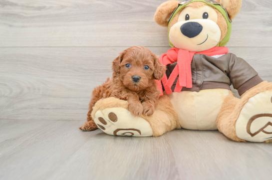 Small Mini Goldendoodle Baby