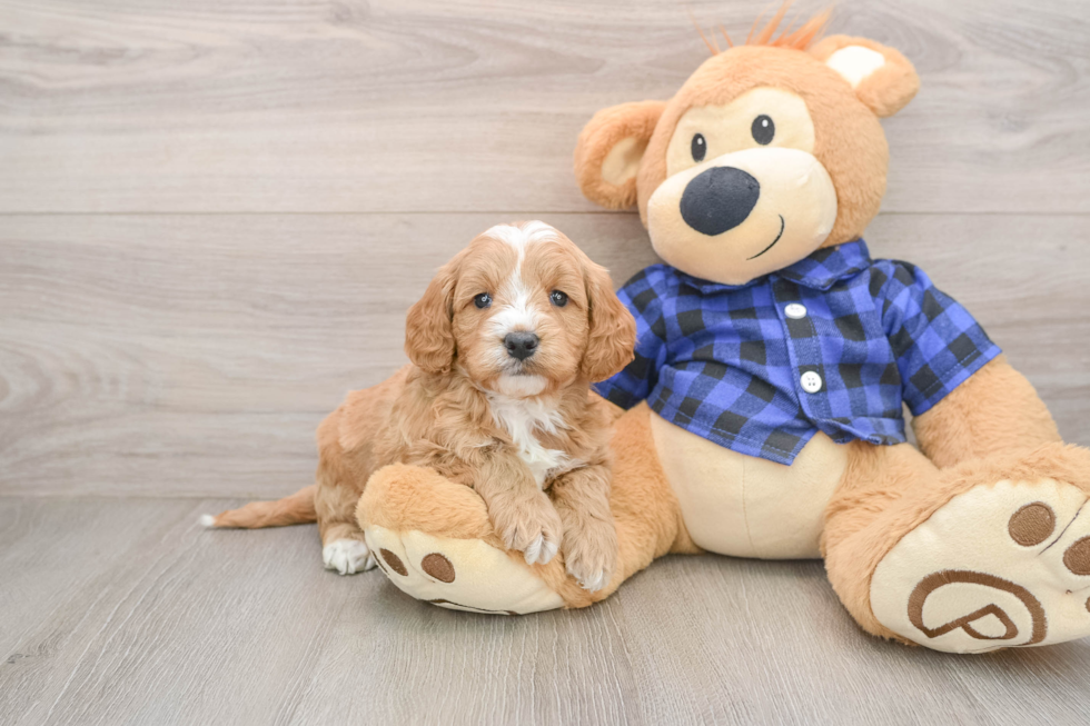 Best Mini Goldendoodle Baby
