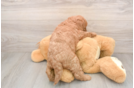 Mini Goldendoodle Puppy for Adoption