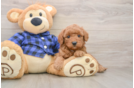 Best Mini Goldendoodle Baby