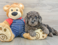9 week old Mini Goldendoodle Puppy For Sale - Simply Southern Pups