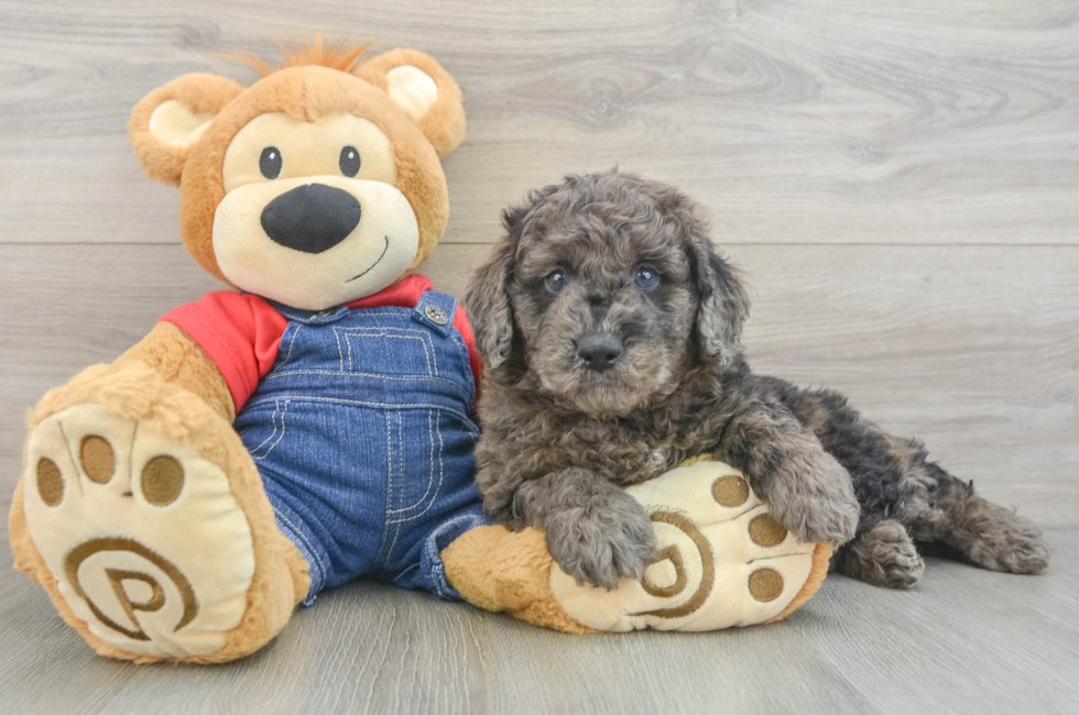 6 week old Mini Goldendoodle Puppy For Sale - Simply Southern Pups