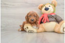 Best Mini Goldendoodle Baby