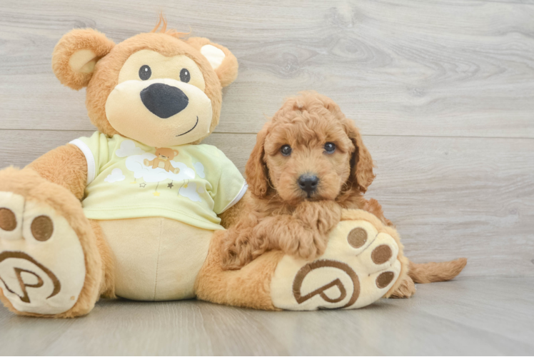 Playful Mini Groodle Poodle Mix Puppy