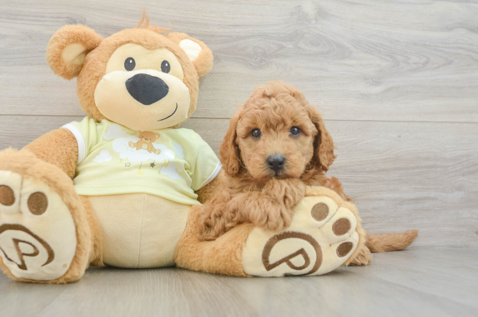 5 week old Mini Goldendoodle Puppy For Sale - Simply Southern Pups