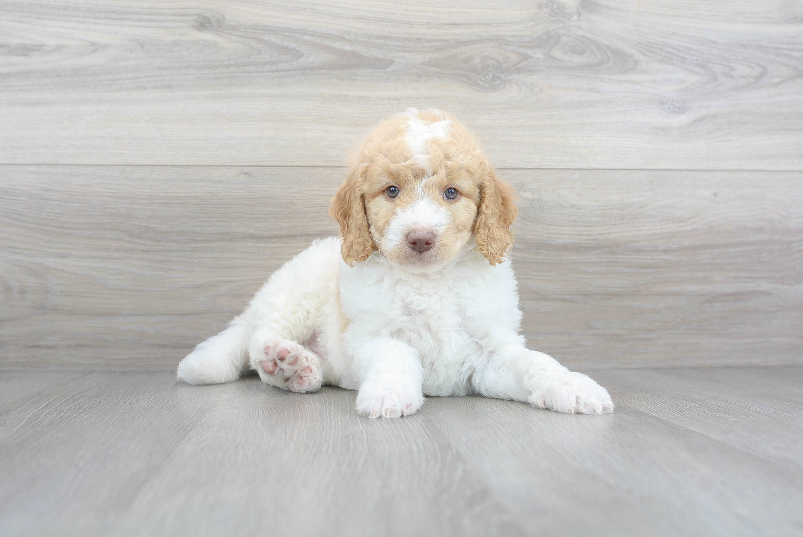 Mini goldendoodle mixed shops with golden retriever