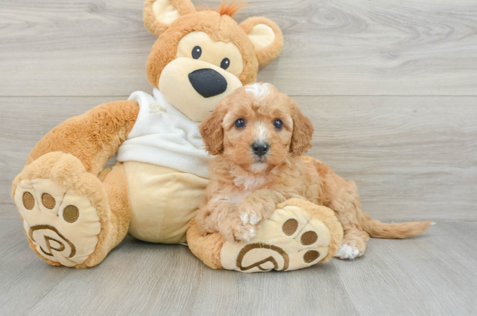 7 week old Mini Goldendoodle Puppy For Sale - Simply Southern Pups