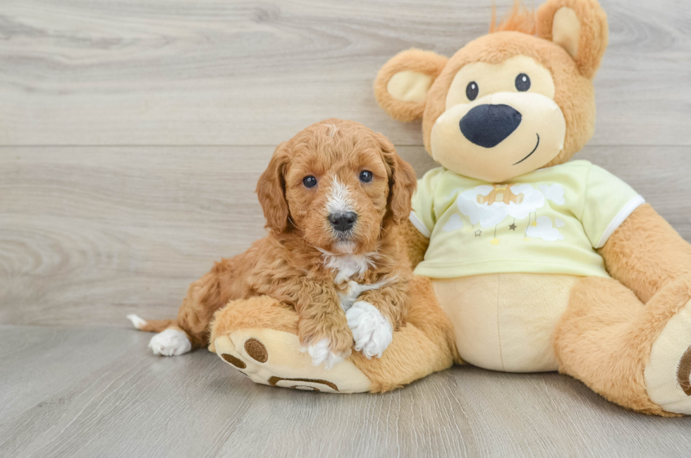 6 week old Mini Goldendoodle Puppy For Sale - Simply Southern Pups