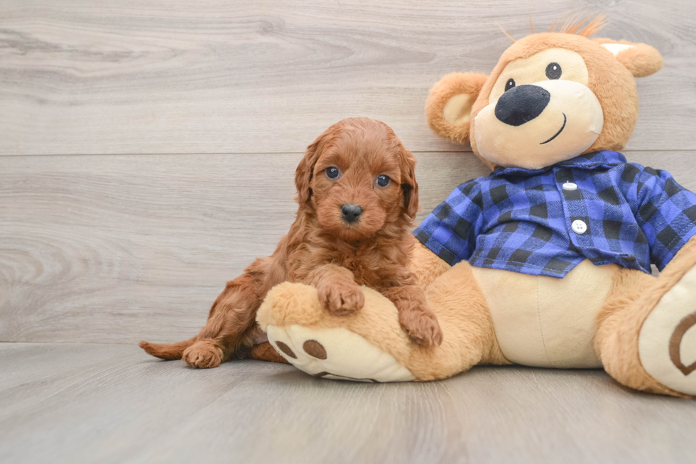 Best Mini Goldendoodle Baby