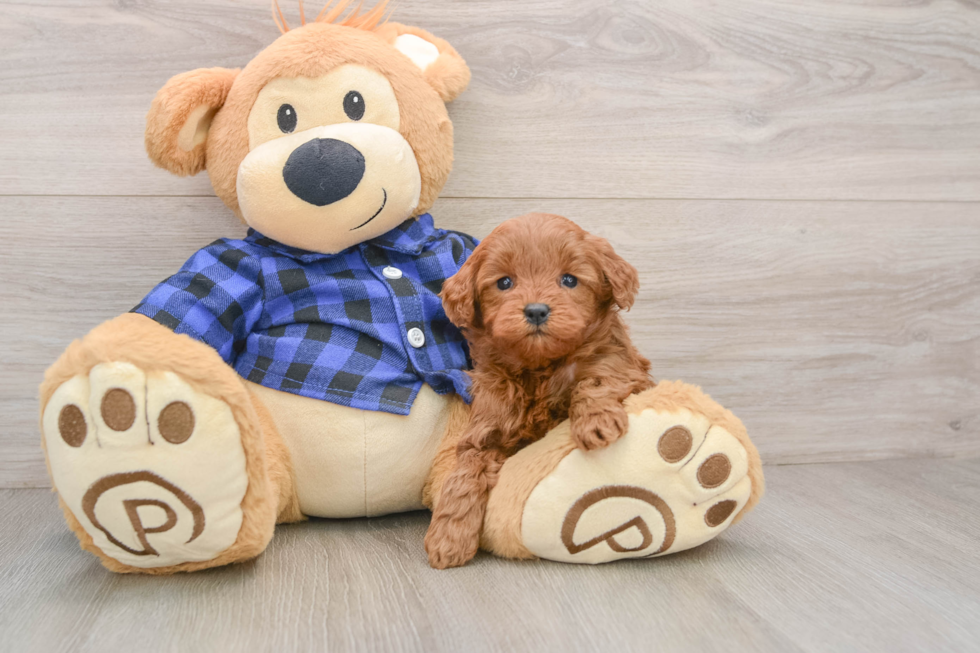 Mini Goldendoodle Pup Being Cute