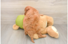 Hypoallergenic Mini Goldiepoo Poodle Mix Puppy
