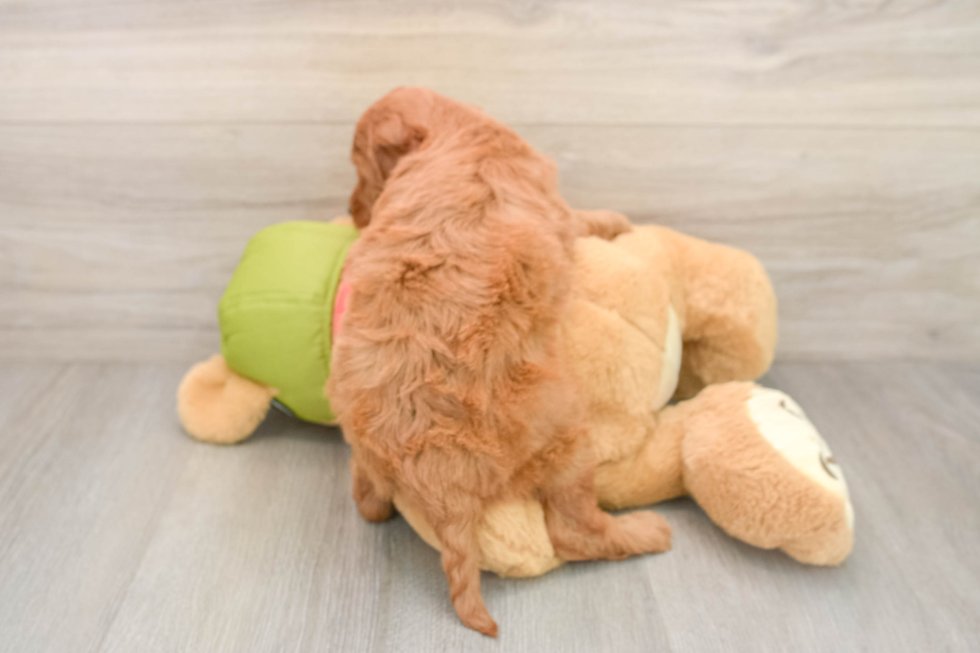 Hypoallergenic Mini Goldiepoo Poodle Mix Puppy