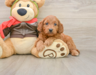 7 week old Mini Goldendoodle Puppy For Sale - Simply Southern Pups