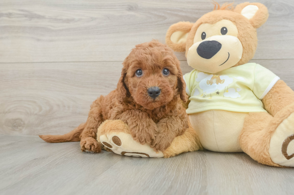5 week old Mini Goldendoodle Puppy For Sale - Simply Southern Pups