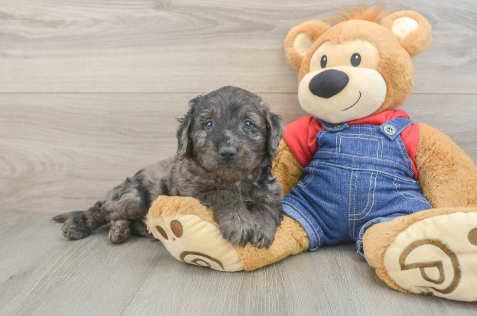 6 week old Mini Goldendoodle Puppy For Sale - Simply Southern Pups