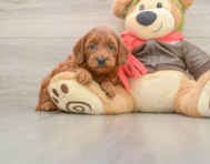 7 week old Mini Goldendoodle Puppy For Sale - Simply Southern Pups
