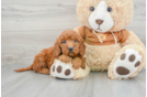 Mini Goldendoodle Puppy for Adoption