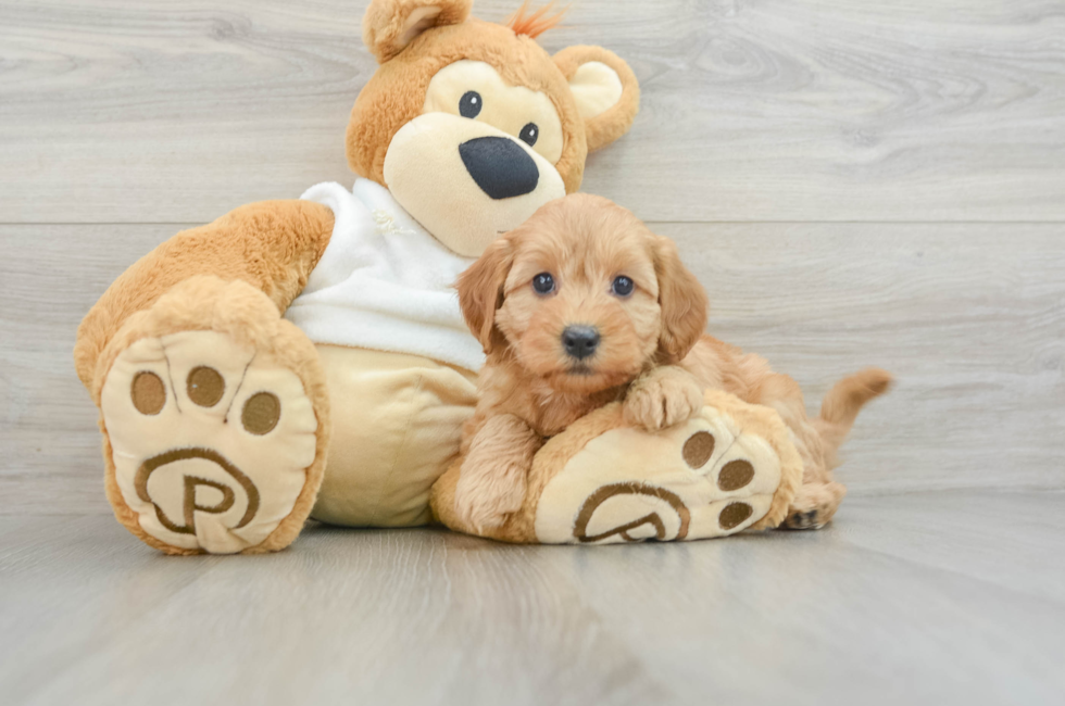 6 week old Mini Goldendoodle Puppy For Sale - Simply Southern Pups