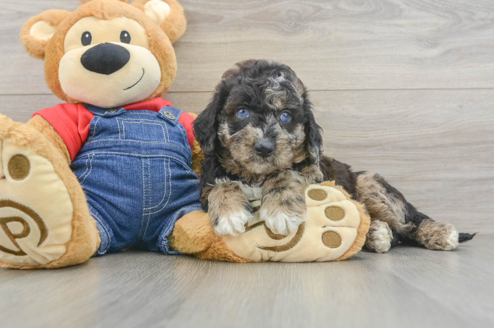 6 week old Mini Goldendoodle Puppy For Sale - Simply Southern Pups