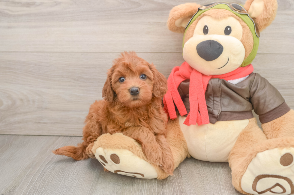 6 week old Mini Goldendoodle Puppy For Sale - Simply Southern Pups
