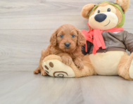 7 week old Mini Goldendoodle Puppy For Sale - Simply Southern Pups