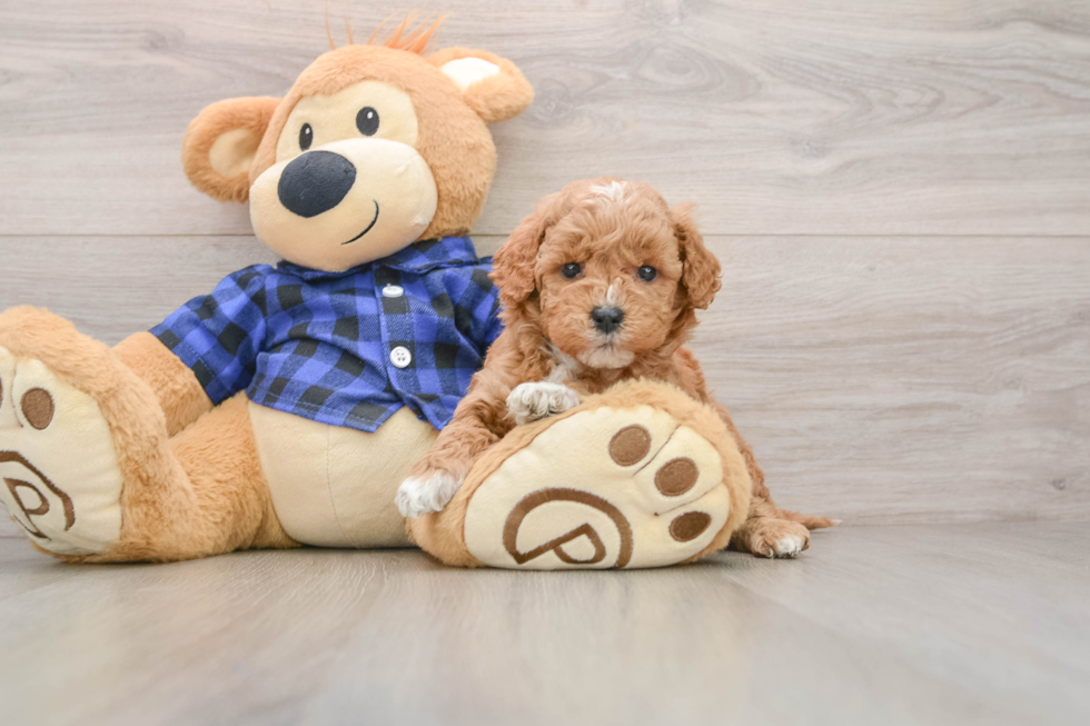 Mini Goldendoodle Puppy for Adoption