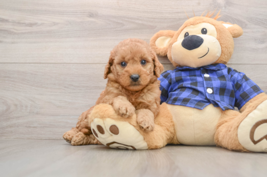 Cute Mini Goldendoodle Baby