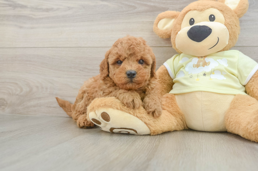 5 week old Mini Goldendoodle Puppy For Sale - Simply Southern Pups