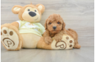 Smart Mini Goldendoodle Poodle Mix Pup