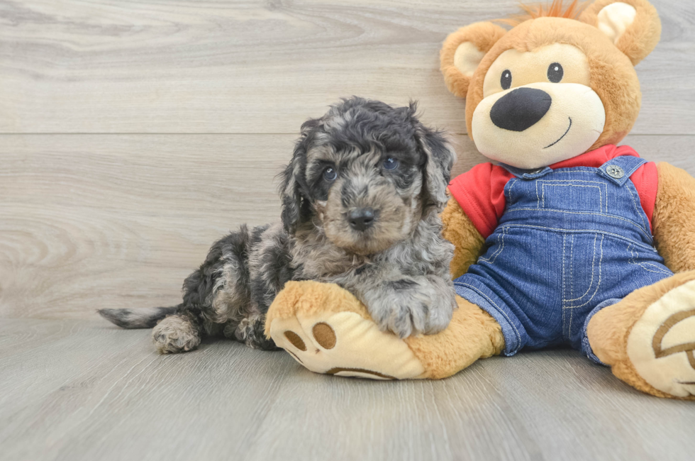 6 week old Mini Goldendoodle Puppy For Sale - Simply Southern Pups