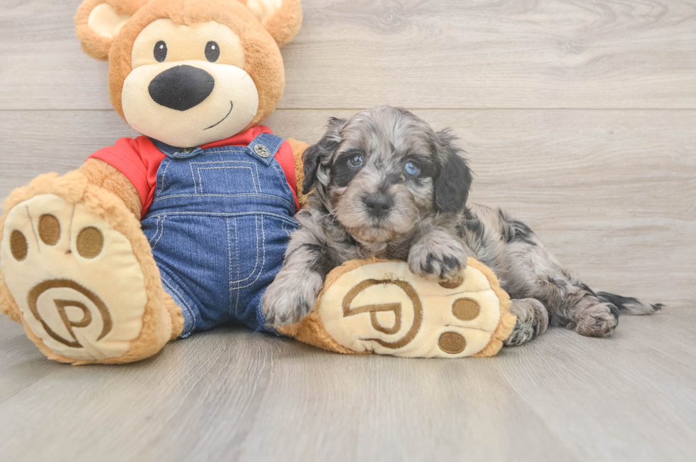 5 week old Mini Goldendoodle Puppy For Sale - Simply Southern Pups