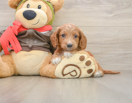 7 week old Mini Goldendoodle Puppy For Sale - Simply Southern Pups