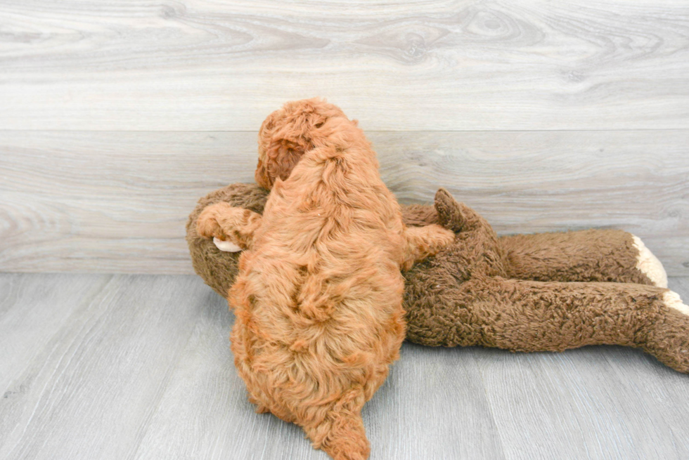 Cute Mini Goldendoodle Baby