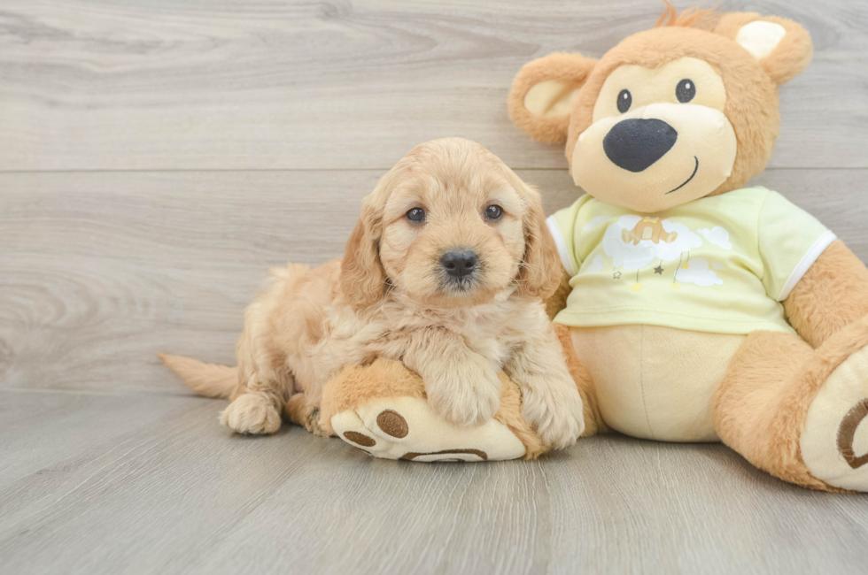 5 week old Mini Goldendoodle Puppy For Sale - Simply Southern Pups