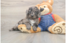 Petite Mini Goldendoodle Poodle Mix Pup