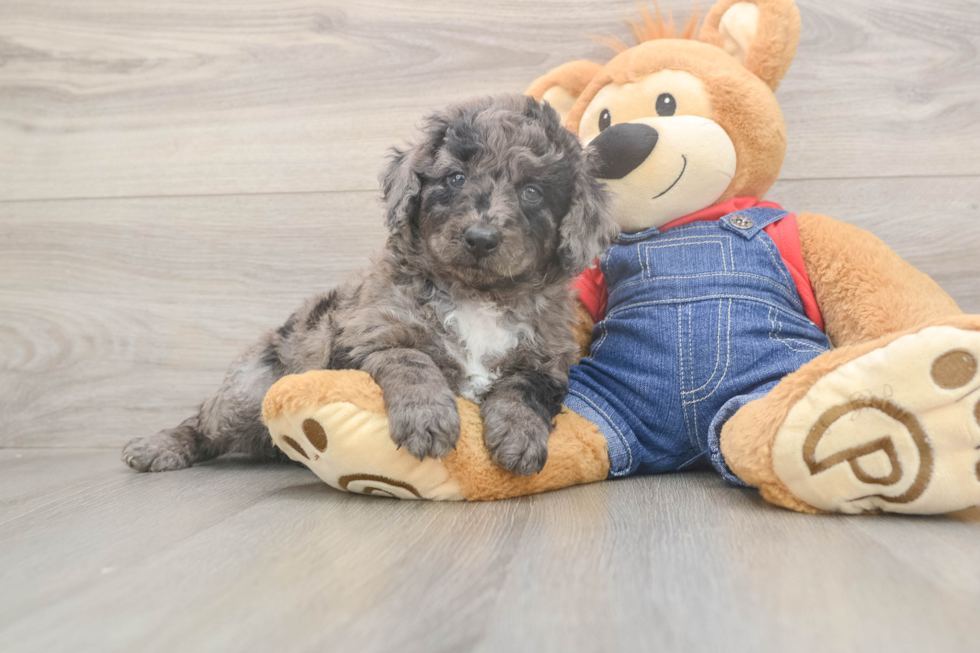 Petite Mini Goldendoodle Poodle Mix Pup