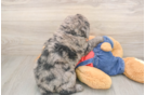 Cute Mini Goldendoodle Baby