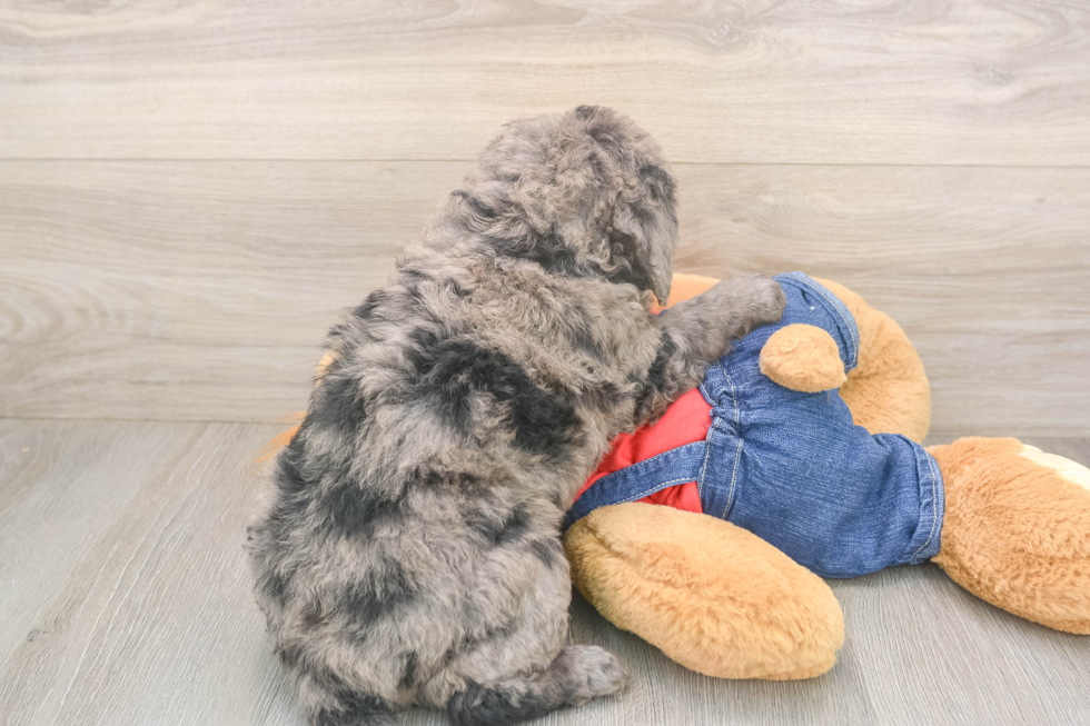 Cute Mini Goldendoodle Baby