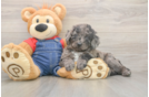 Best Mini Goldendoodle Baby