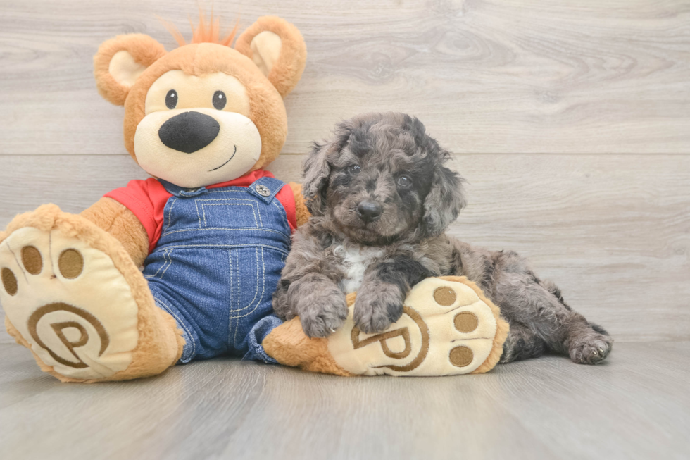 Best Mini Goldendoodle Baby