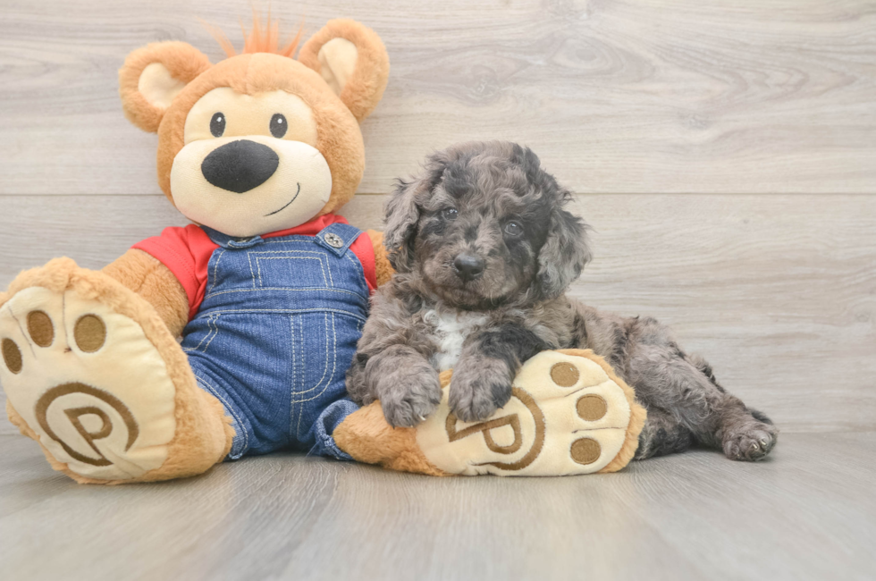 8 week old Mini Goldendoodle Puppy For Sale - Simply Southern Pups