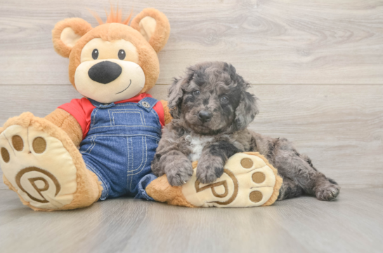 Best Mini Goldendoodle Baby