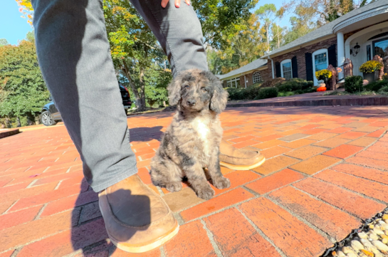 9 week old Mini Goldendoodle Puppy For Sale - Simply Southern Pups Cute Mini Goldendoodle Poodle Mix Pup