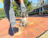 8 week old Mini Goldendoodle Puppy For Sale - Simply Southern Pups 8 week old Mini Goldendoodle Puppy For Sale - Simply Southern Pups