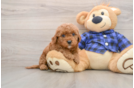 Smart Mini Goldendoodle Poodle Mix Pup