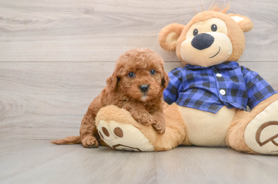 Smart Mini Goldendoodle Poodle Mix Pup