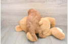 Best Mini Goldendoodle Baby
