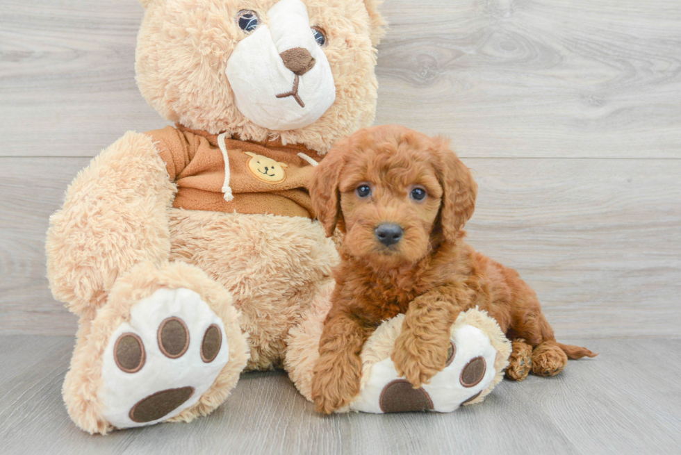 Energetic Golden Retriever Poodle Mix Puppy