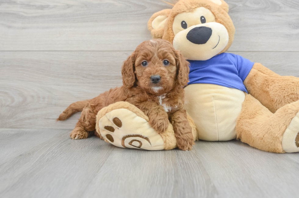8 week old Mini Goldendoodle Puppy For Sale - Simply Southern Pups