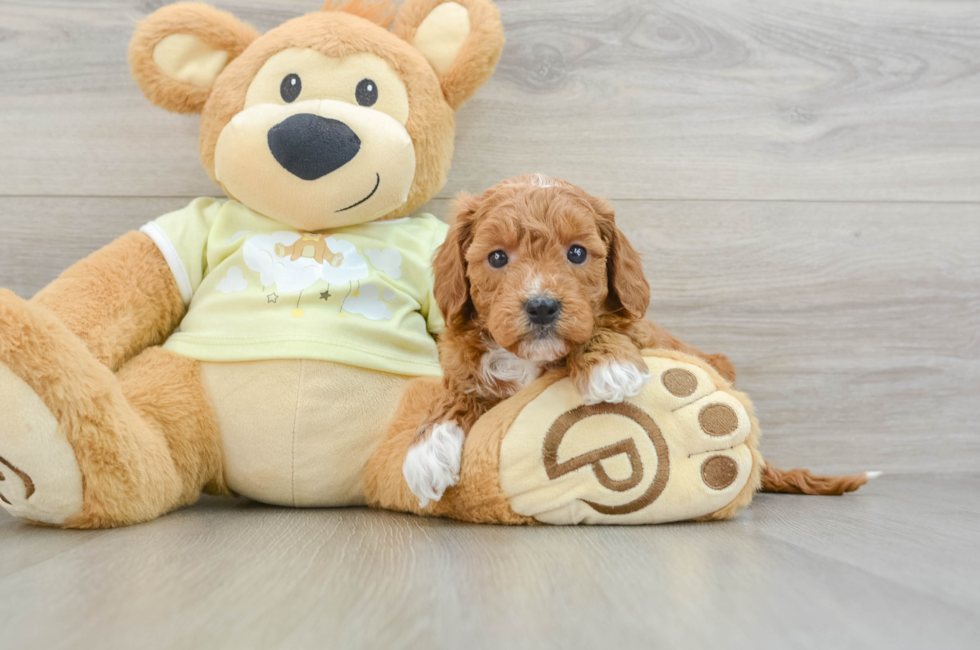 6 week old Mini Goldendoodle Puppy For Sale - Simply Southern Pups